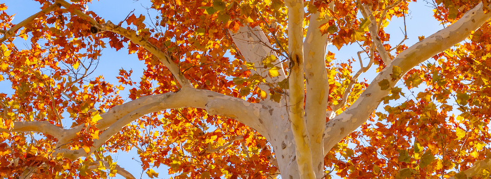 A tree in autumn.