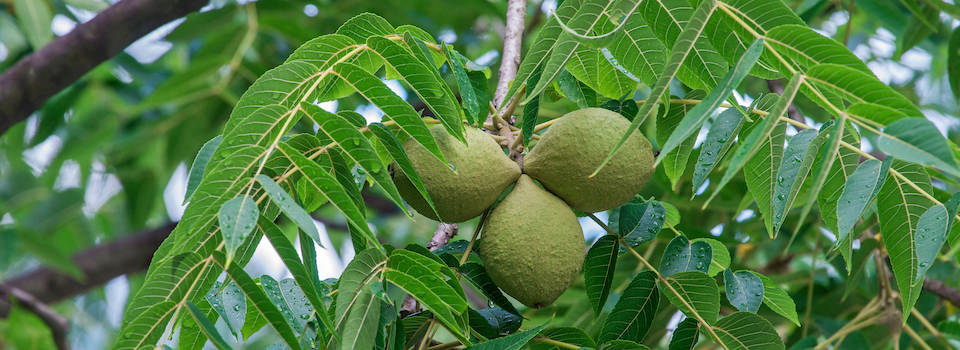 Black walnuts hanging on a tree.