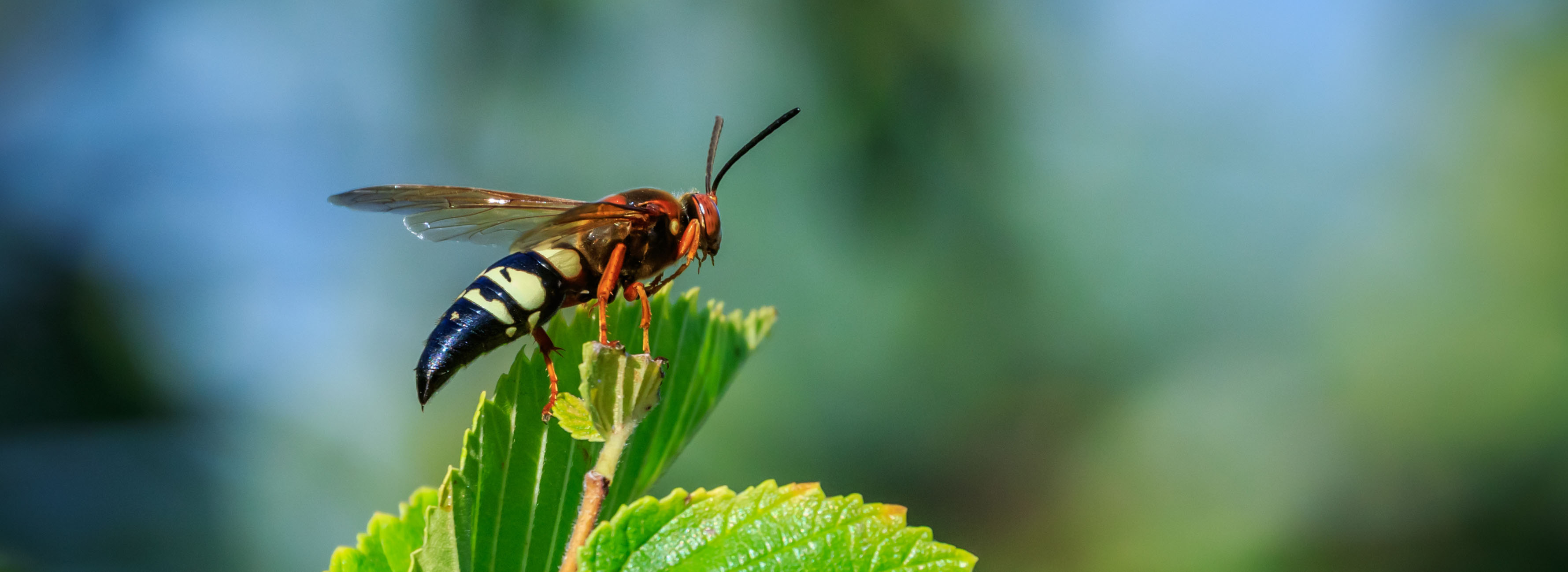Cicada-killer wasp on flower. Cicada-killer wasp on flower.