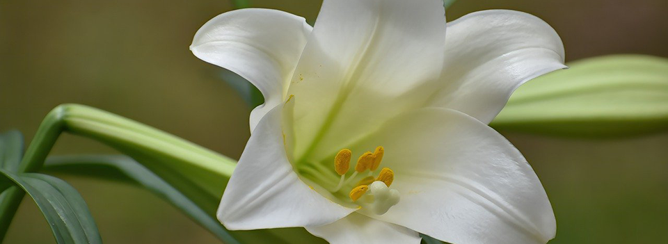 Easter Lily