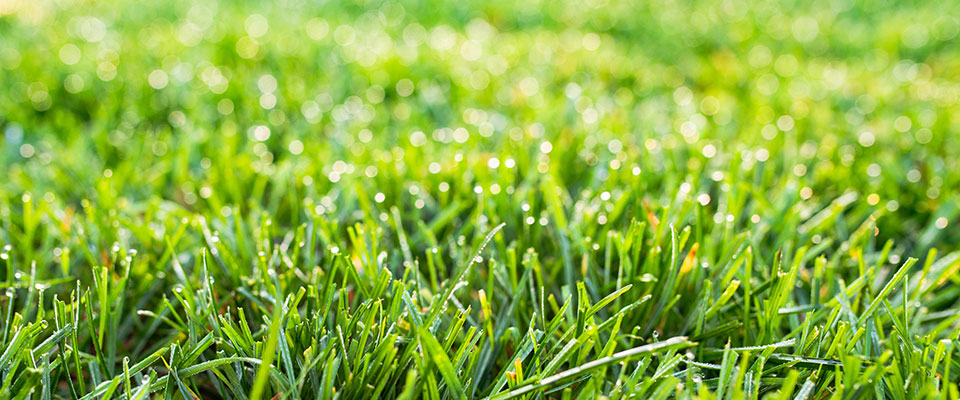 Closeup, tall fescue turf with drops of water