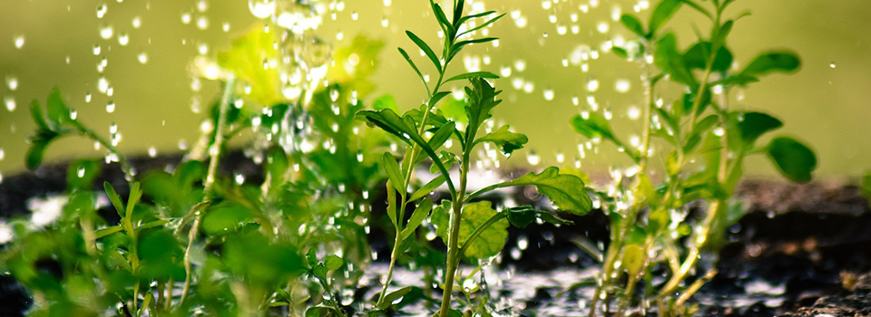 Heavy Rain in Garden