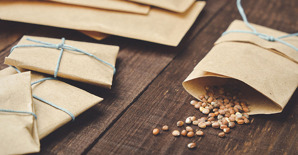 closeup view of garden seed spilling out of a packet closeup view of garden seed spilling out of a packet