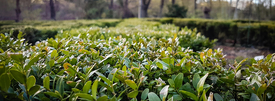 Garden Landscape