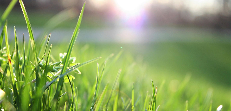 Closeup, grass blades at ground level
