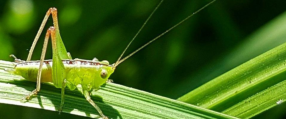 Green grasshopper on green leaf, closeup Green grasshopper on green leaf, closeup