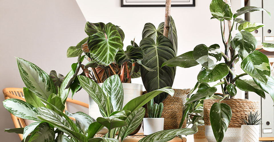 monstera house plant Monstera Delicioso - Swiss Cheese Plant - Overall Height 24