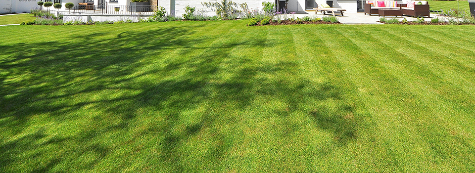 A lush, green lawn in the backyard of a white home
