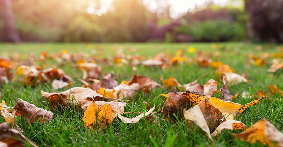 ground level view of fallen leaves on grass ground level view of fallen leaves on grass