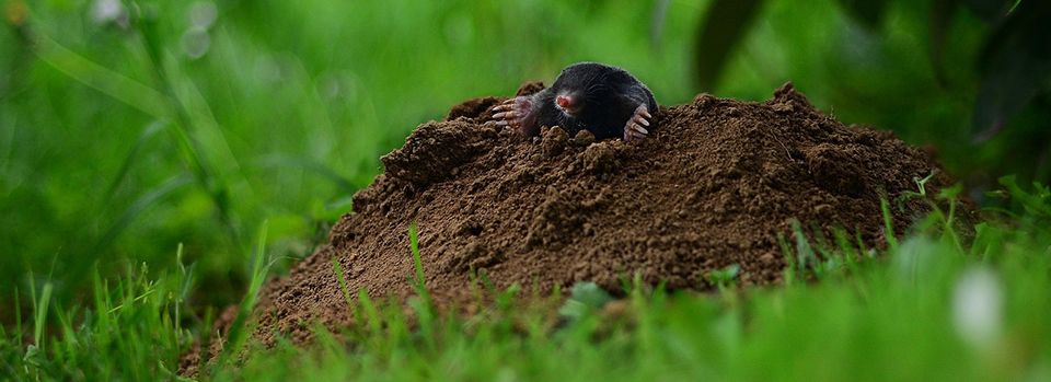 Mole