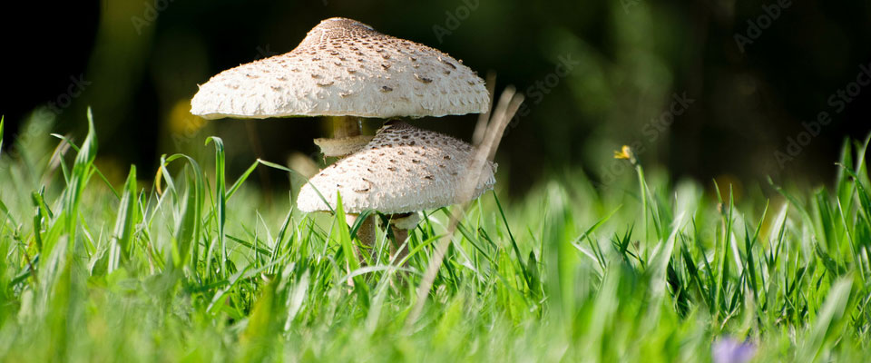Closeup of two mushrooms growing in lush green grass