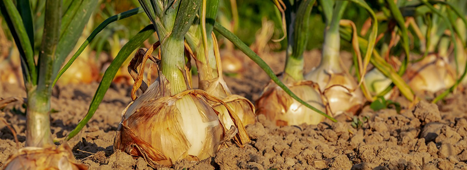 Onion