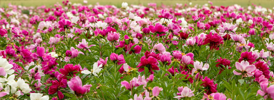 Field of peonies.