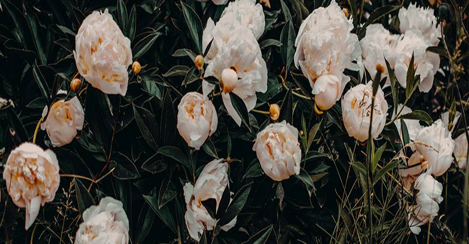 Peonies
