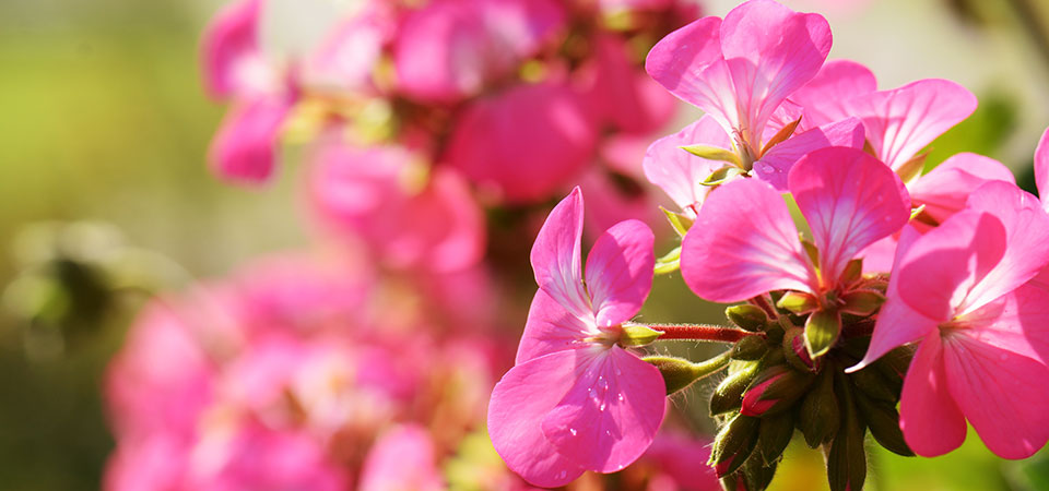 Closeup, pink geranium