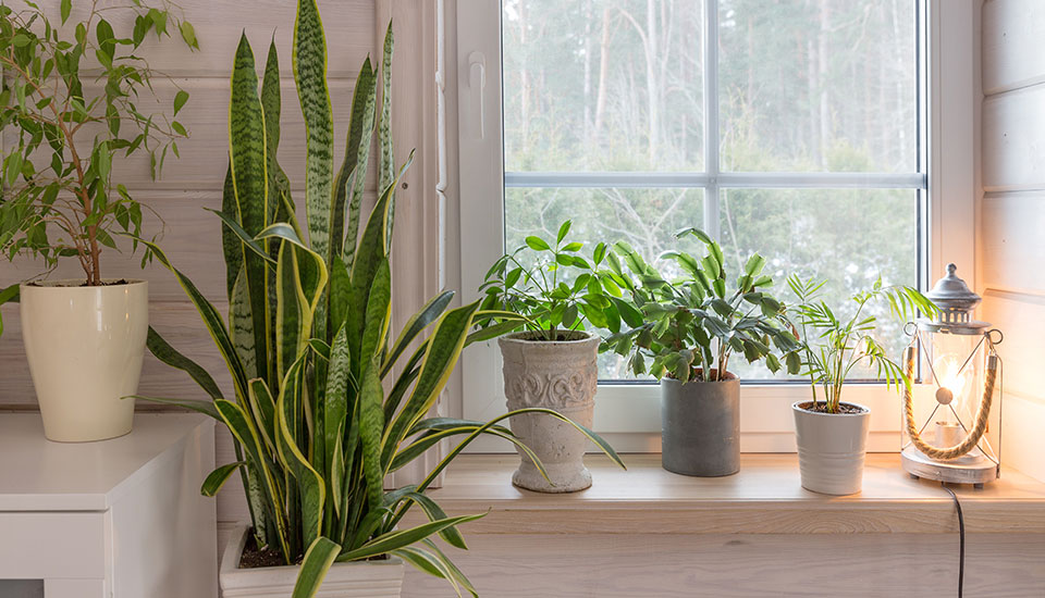 potted plants near indoor window ledge potted plants near indoor window ledge