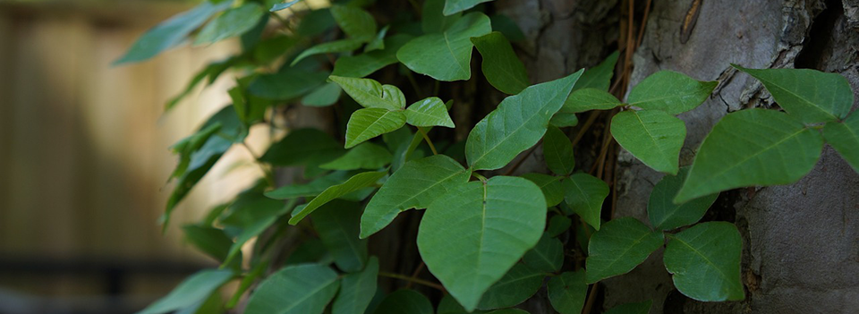 Poison Ivy