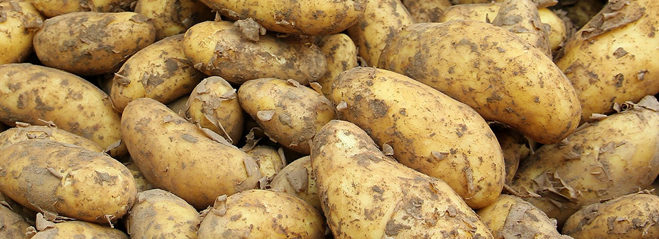 Potatoes