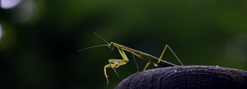 Praying Mantis