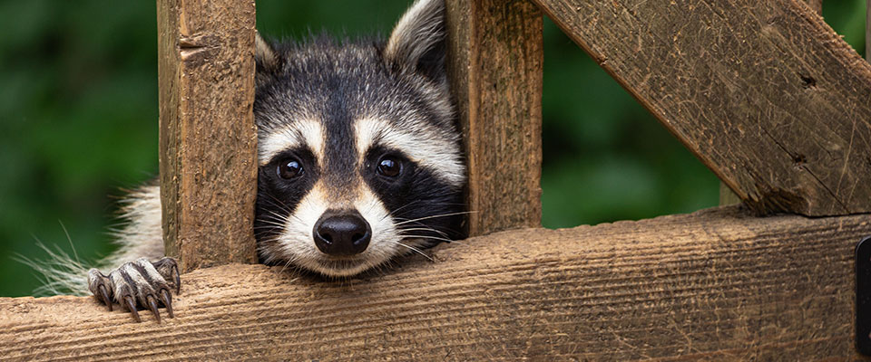 Cute raccoon peeking through rails on home deck