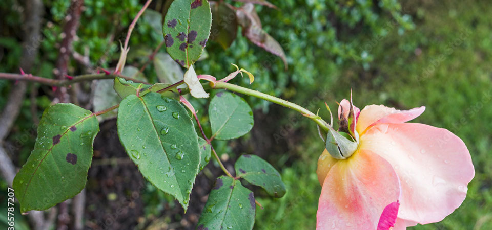 Pink rose leaning over, blackspot on green leaves