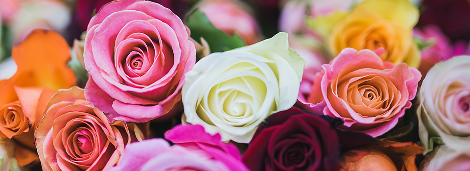 Closeup of rose buds, various colors