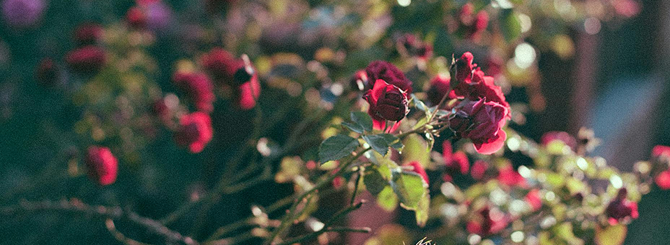 Red roses blooming on a bush in a darkened garden scene