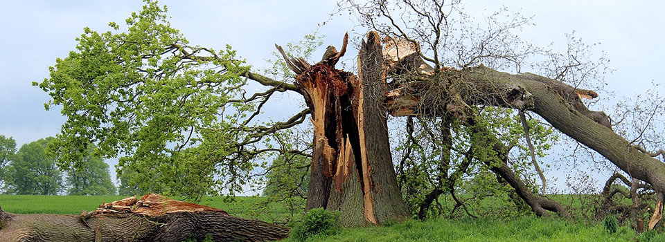 Storm Damaged Tree