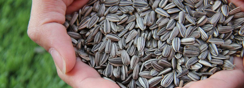 A handful of sunflower seeds.