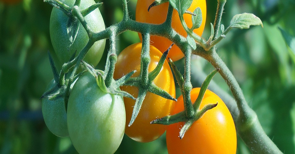 Tomatos