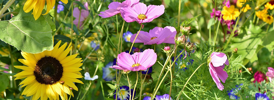 Wildflowers