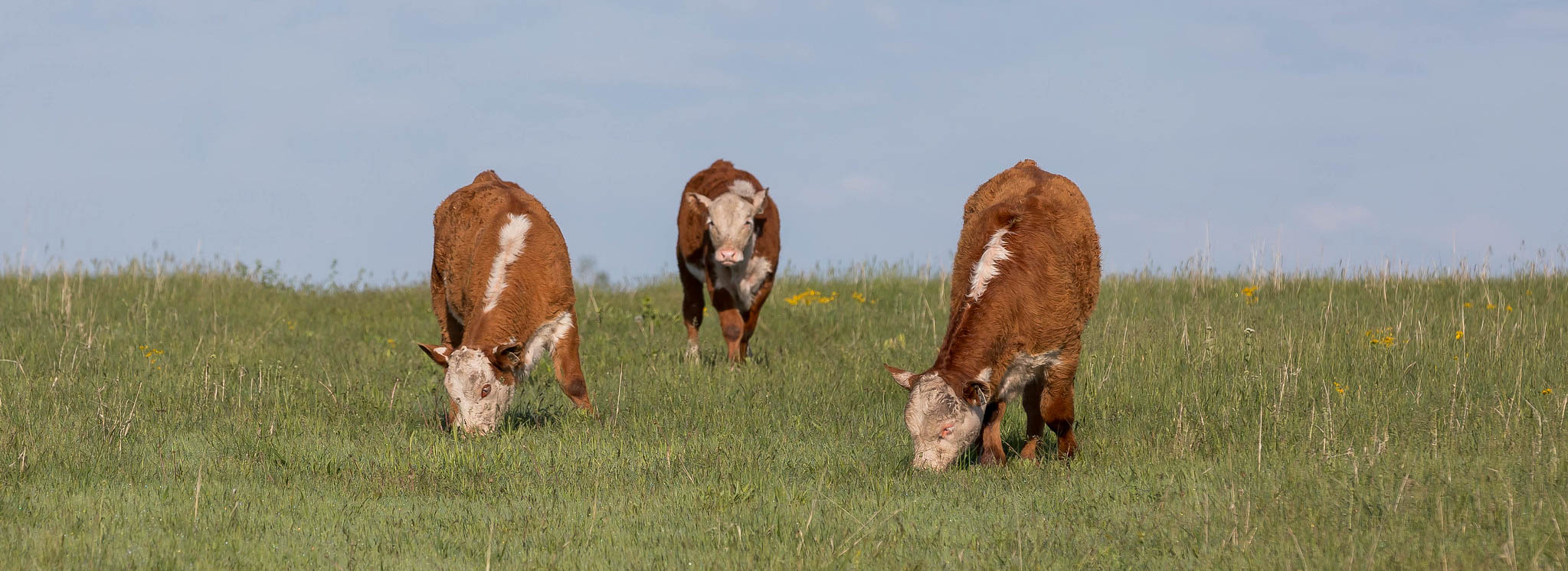 Hereford calves grazing lush green grass