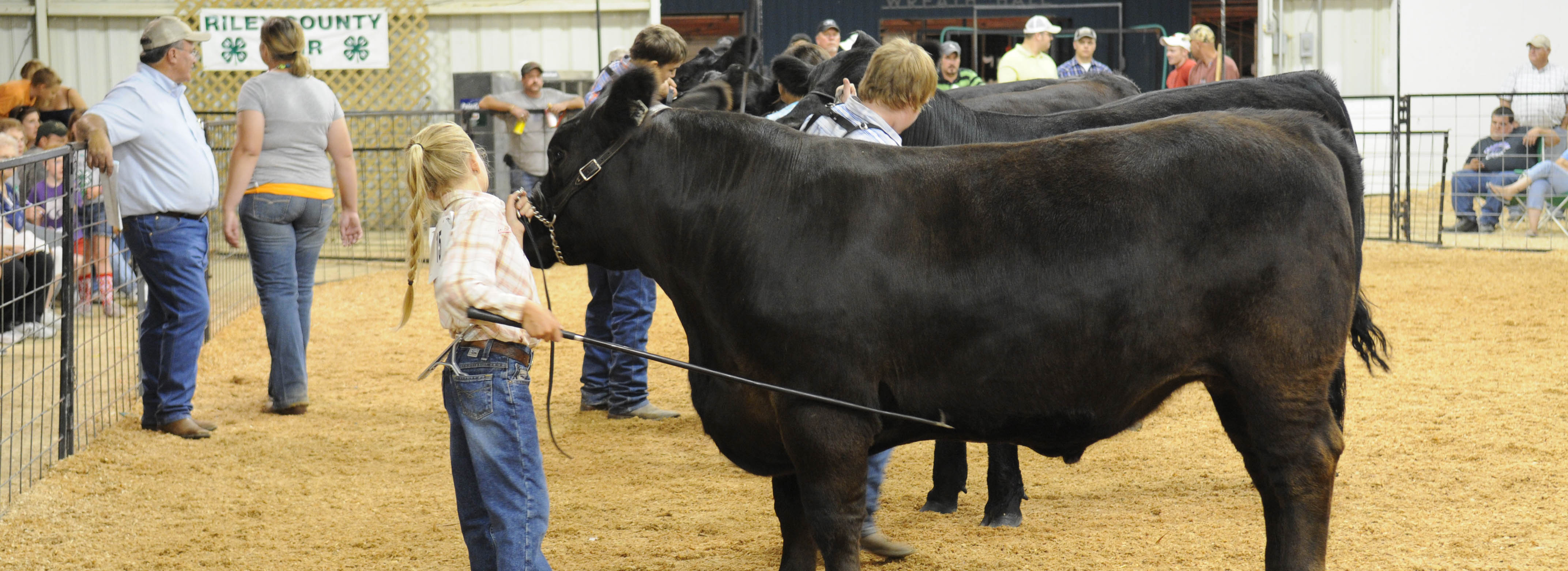 Black Angus Class at County Fair