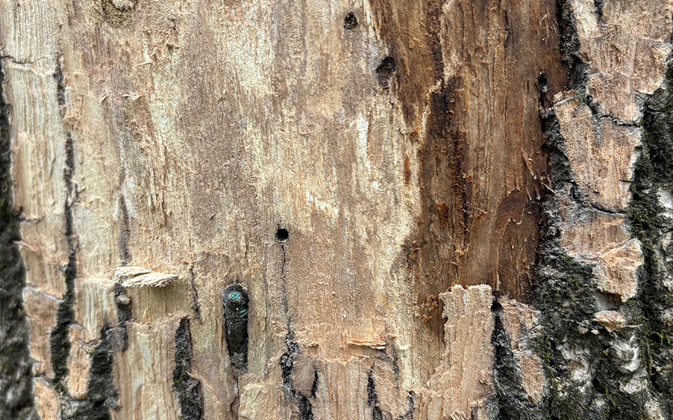 Kansas officials confirm emerald ash borer in Linn County | K-State ...