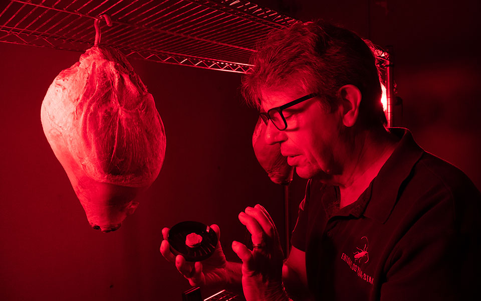 Man looking at petri dish in room colored by red UV light and ham hanging from ceiling