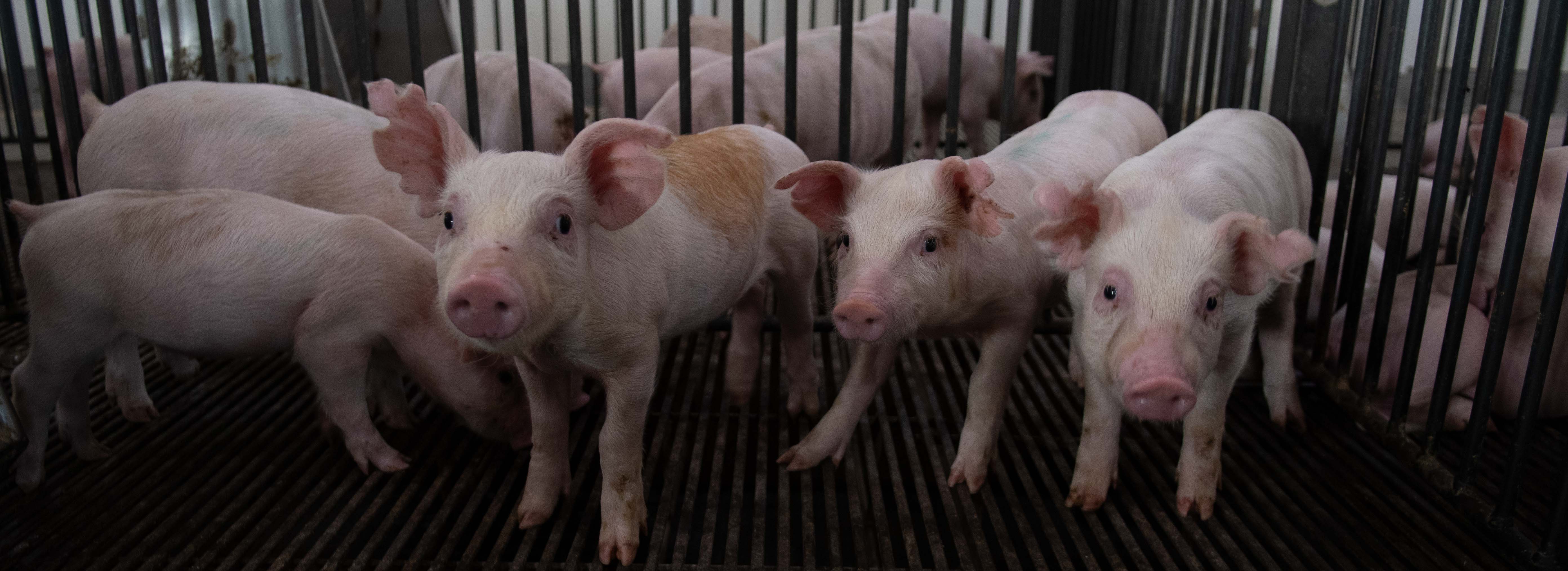 Piglets in a pen. 