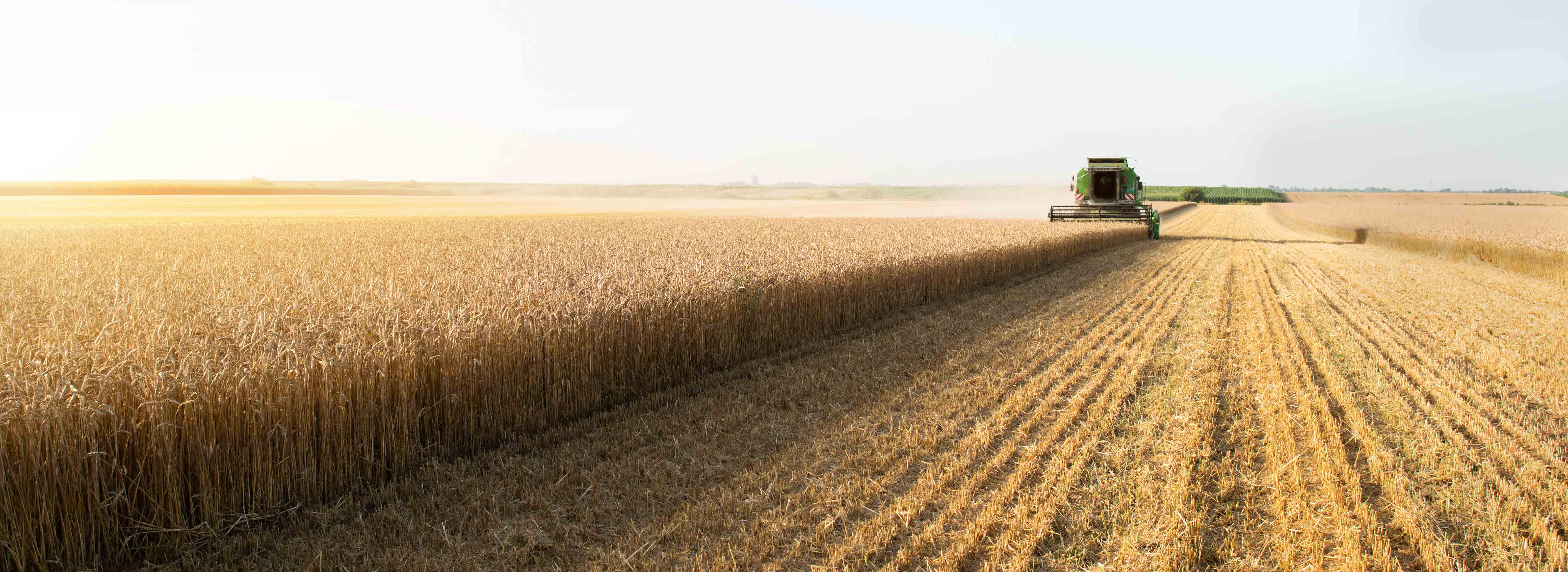 Combine harvesting wheat