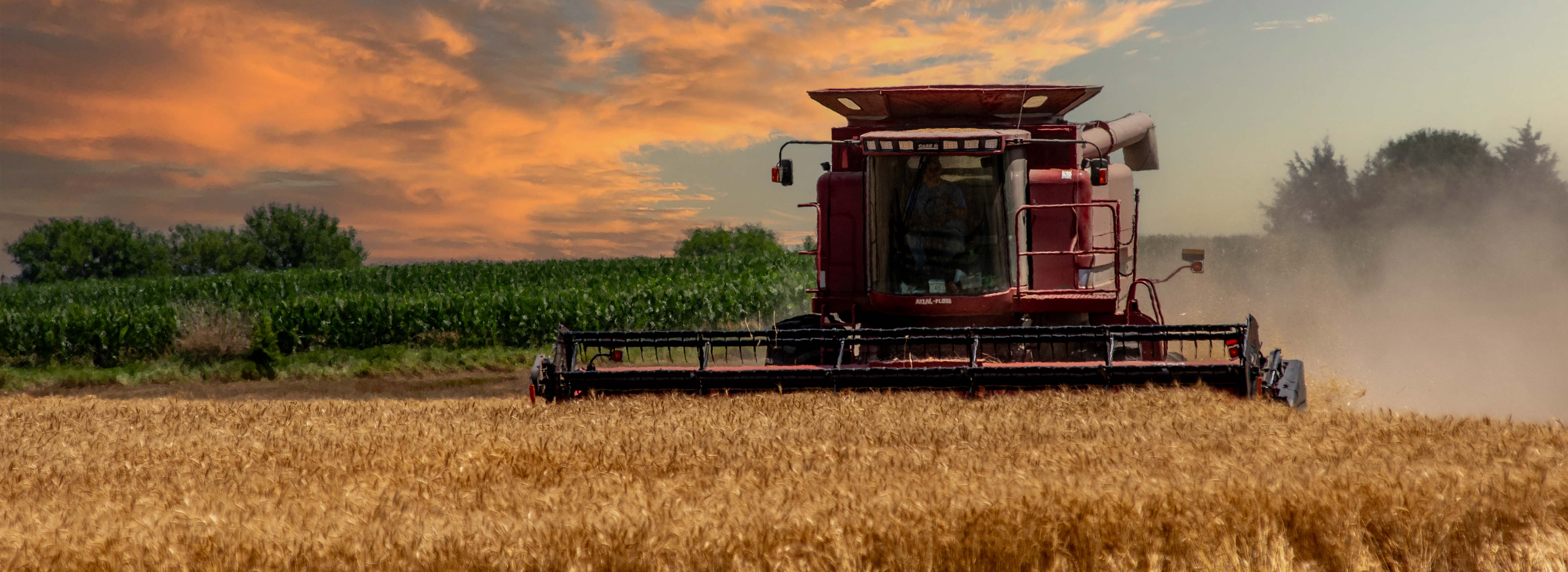 Wheat harvest Wheat harvest