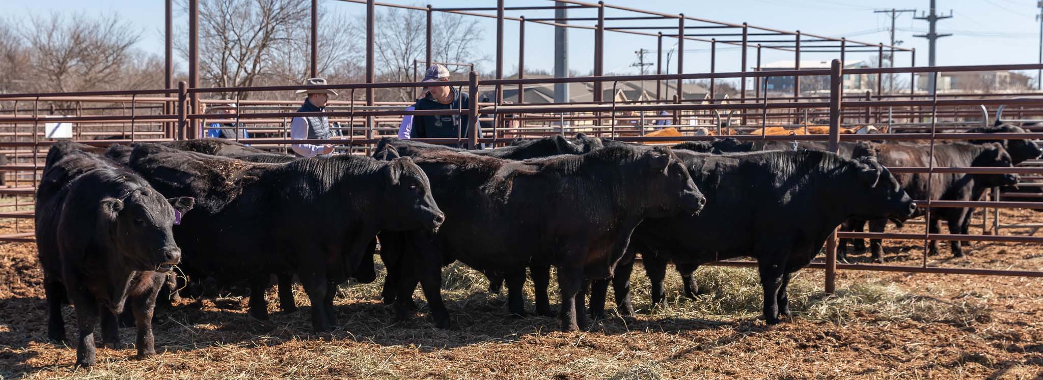 Yearling bulls for sale