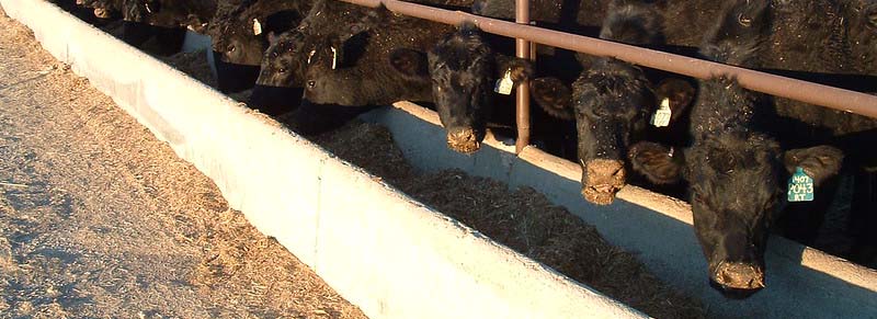 Young Cattle on Feed