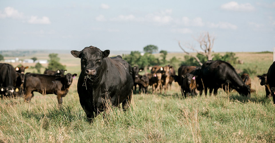 Black angus cows in a green pasture