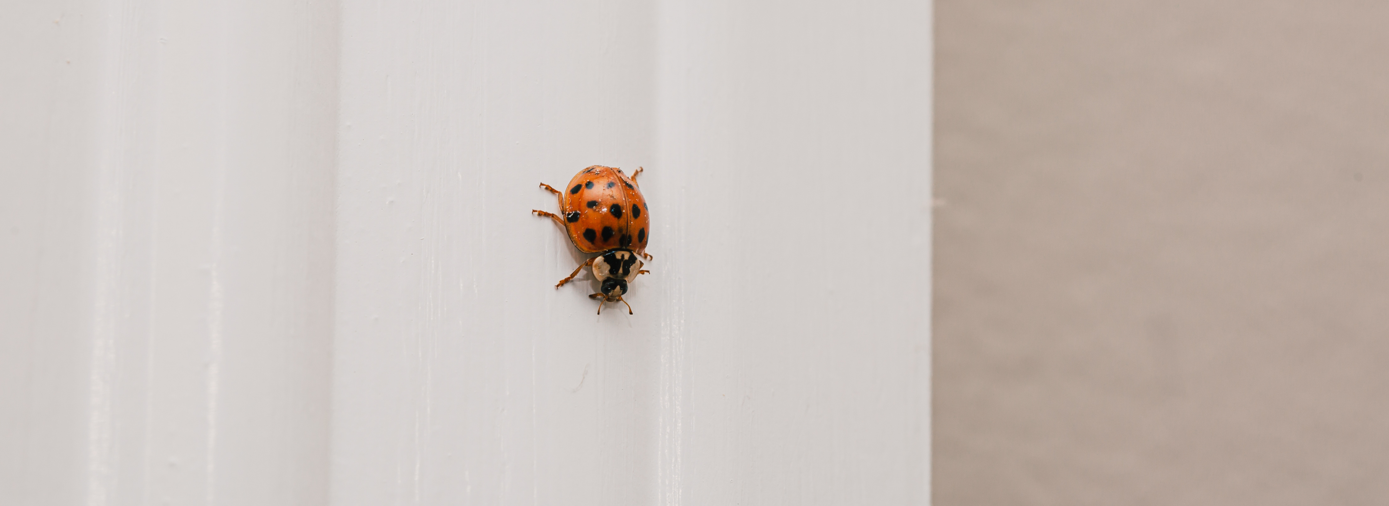 Asian lady beetle on white window sill.