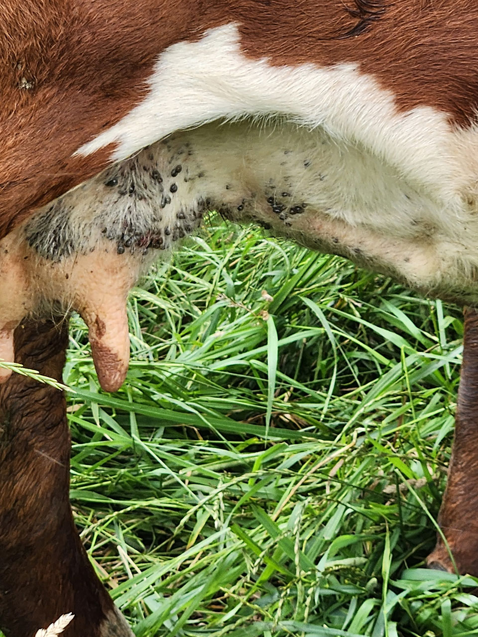 Swarm of Asian Longhorned Ticks on a cow's udder