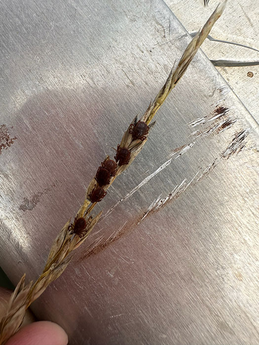 Five Asian longhorned ticks on a wheat stalk