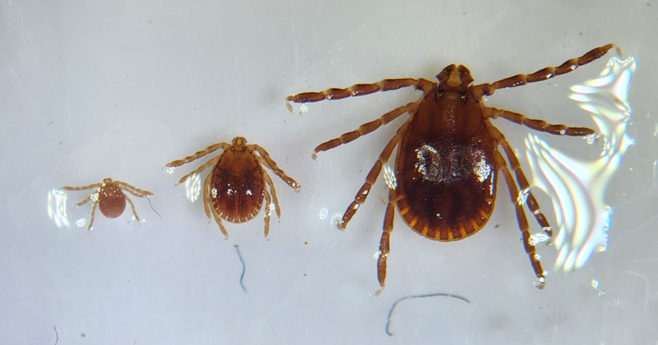 Lab samples of Asian Longhorned Tick, showing brown back side and long arms