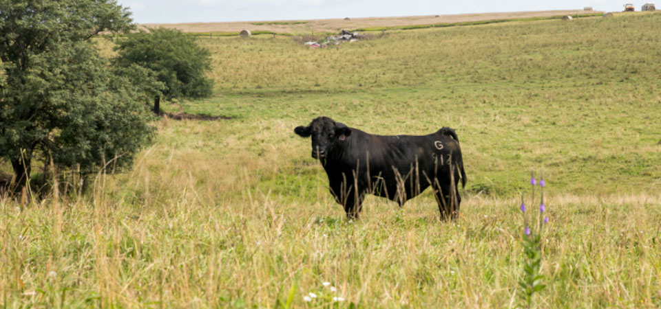 a single black angus bull out on a green pasture a single black angus bull out on a green pasture