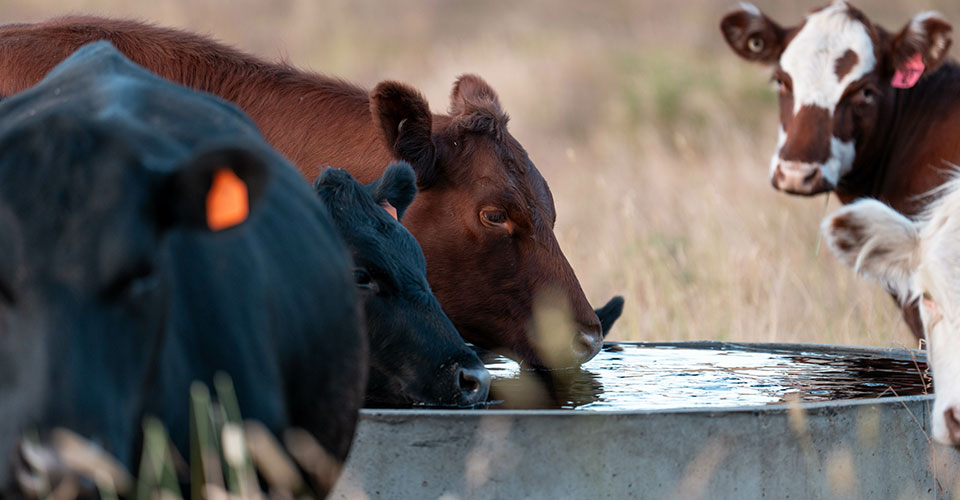 Cattle drinking from water trough