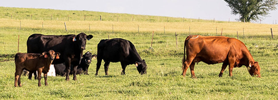 Enter description of picture here Commercial cattle on pasture