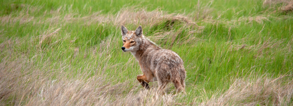 A coyote standing in a pasture.