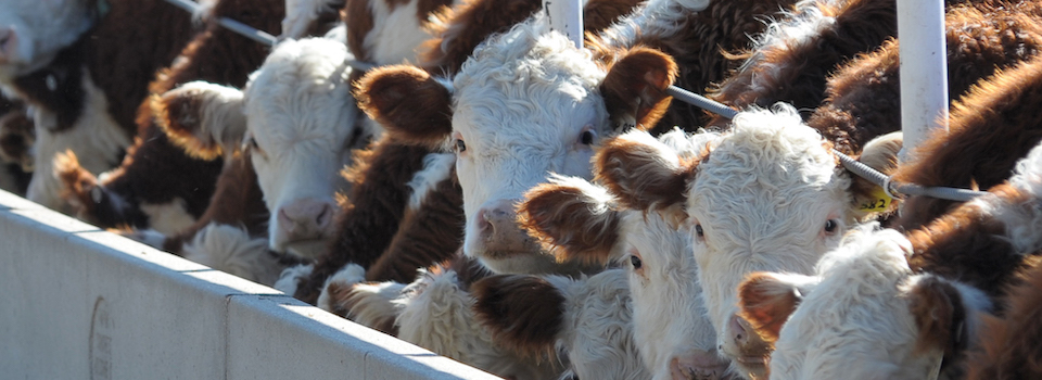 Hereford cattle at the feed bunk.